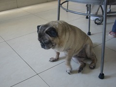 空手　香川政義　ラオス　大阪　松濤館流　kagawa masayoshi laos　shotokan　松涛連盟