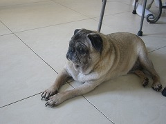 空手　香川政義　ラオス　大阪　松濤館流　kagawa masayoshi laos　shotokan　松涛連盟