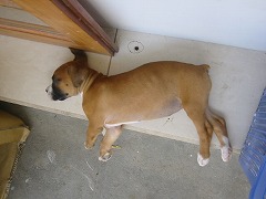 空手　香川政義　ラオス　大阪　松濤館流　kagawa masayoshi laos　shotokan　松涛連盟