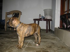 空手　香川政義　ラオス　大阪　松濤館流　kagawa masayoshi laos　shotokan　松涛連盟