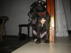 空手　香川政義　ラオス　大阪　松濤館流　kagawa masayoshi laos　shotokan　松涛連盟