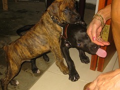 空手　香川政義　ラオス　大阪　松濤館流　kagawa masayoshi laos　shotokan　松涛連盟